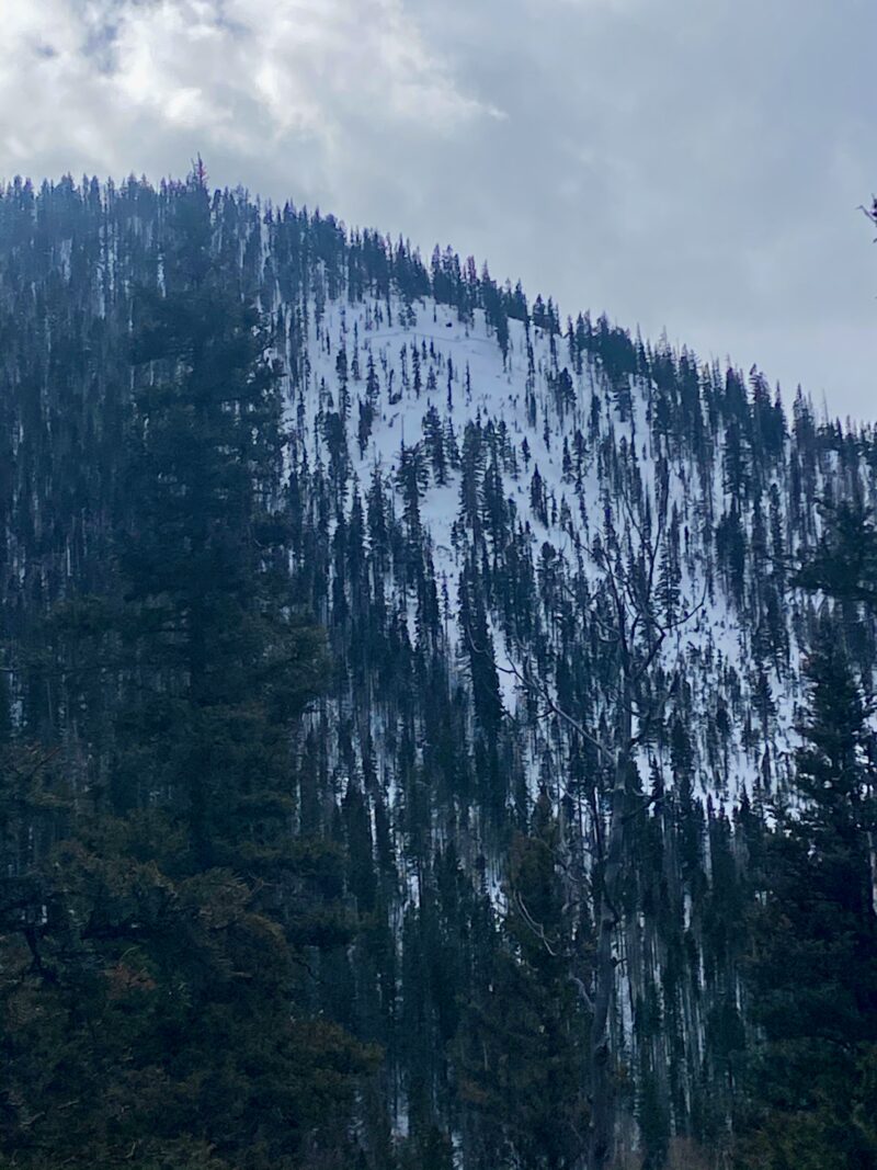 Crown on a North aspect on an open slope below treeline. This crown looks to be more recent potentially after Saturdays storm as it is not as well filled in as others that ran last week.