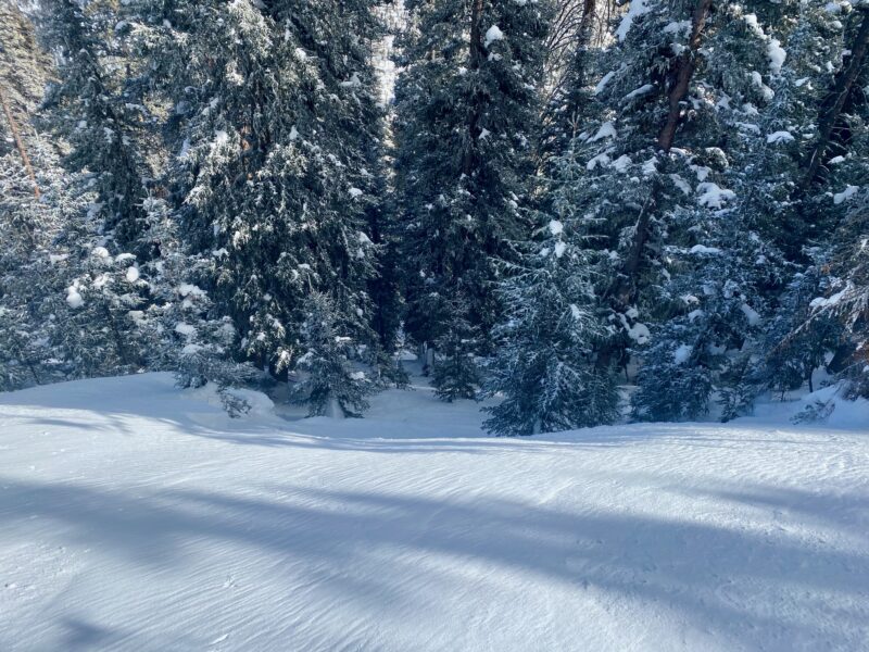 More recent natural avalanche below treeline on a NE aspect