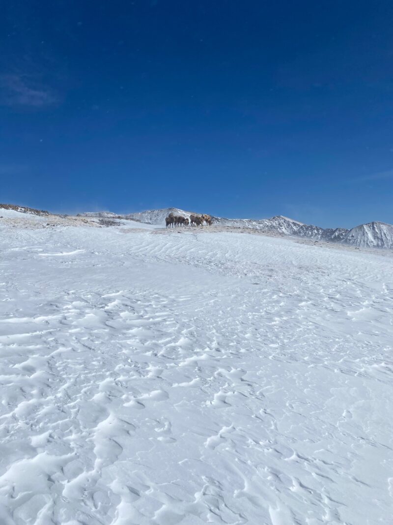 The bighorn sheep enjoyed the wind as ridgelines are back to grass!