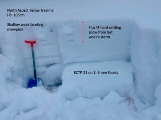 Feb 25, 2021: Shallow snowpacks like this one below treeline continue to have facets lingering deeper down in the snowpack with settling stiffening slabs on top from last week's snowstorm.  These facets have been slow to heal and gain strength.