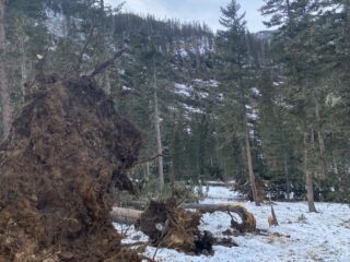 Dec 20, 2021: 100 + mph winds from last weeks storm did a lot of damage to the forests