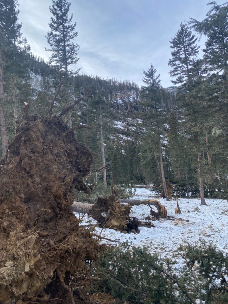 100 + mph winds from last weeks storm did a lot of damage to the forests