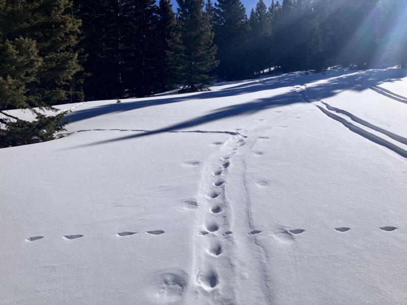 prior tracks filled in by wind deposit in open meadow