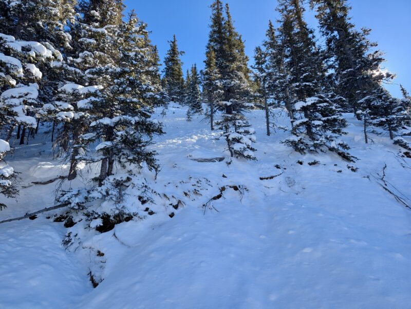 This below treeline north facing slope ran naturally sometime yesterday 1/30 during the storm

The Crown is well uphill out of sight.