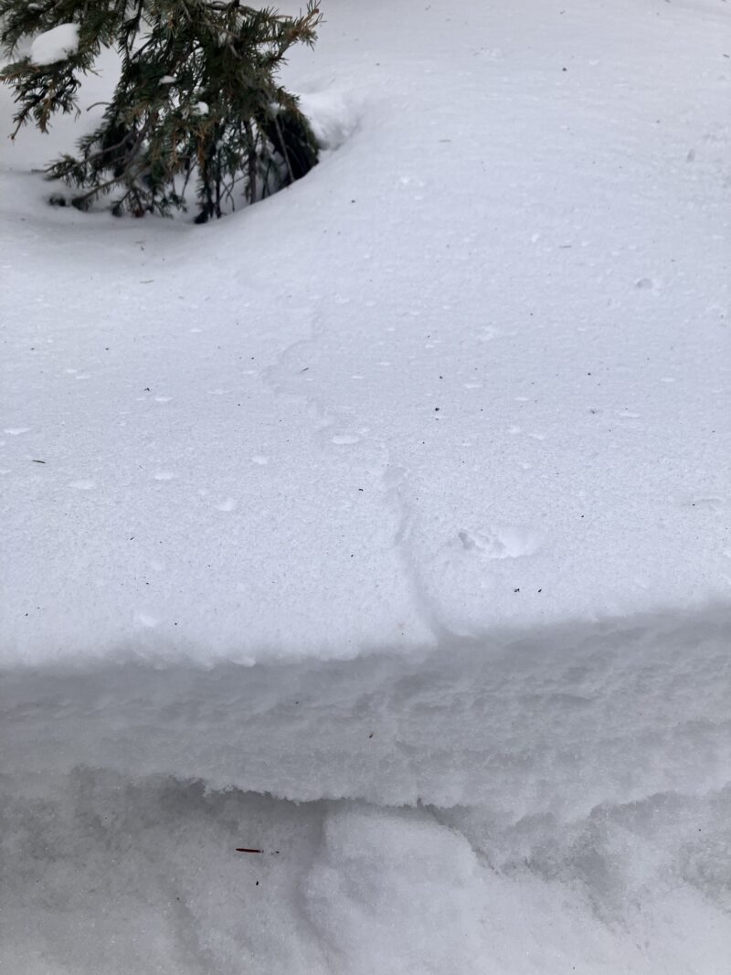 Crack extending to buried tree