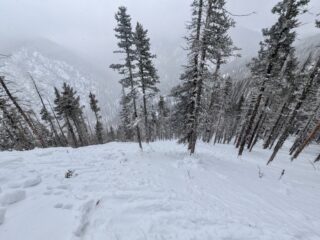 Feb 15, 2025: Looking down from the crown of D2 natural avalanche below treeline on a north aspect. This avalanche was 250' wide and failed on near surface facets just above depth hoar and most likely ran sometime in the overnight hours of Friday evening. 