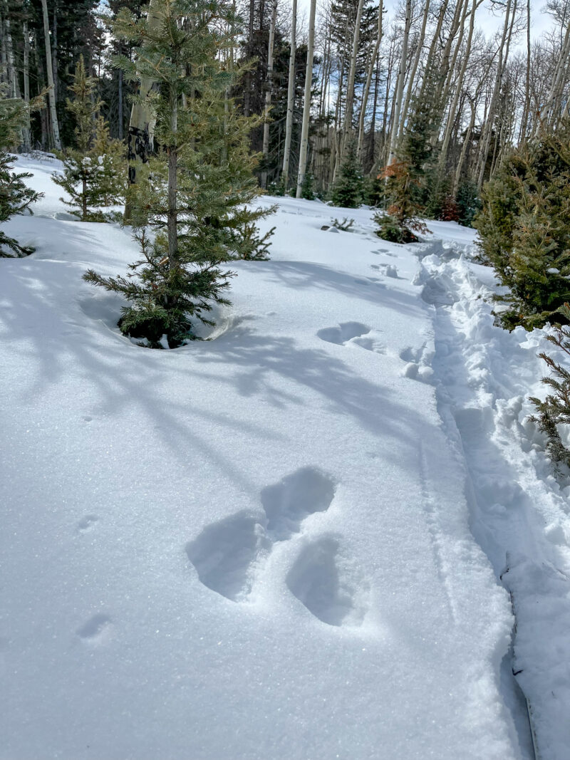 Just enough snow to tour